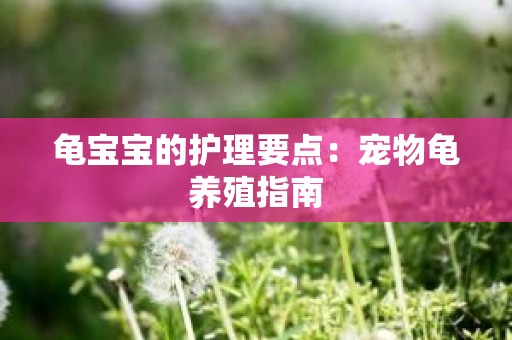 龟宝宝的护理要点：宠物龟养殖指南
