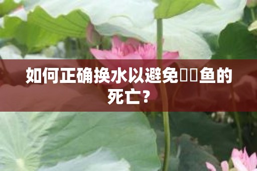 如何正确换水以避免鳑鲏鱼的死亡？