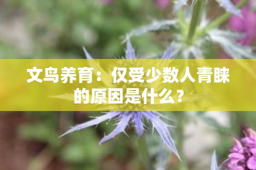 文鸟养育：仅受少数人青睐的原因是什么？
