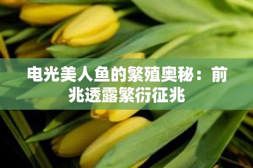 电光美人鱼的繁殖奥秘：前兆透露繁衍征兆