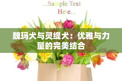 魏玛犬与灵缇犬：优雅与力量的完美结合