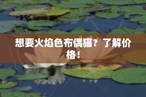 想要火焰色布偶猫？了解价格！