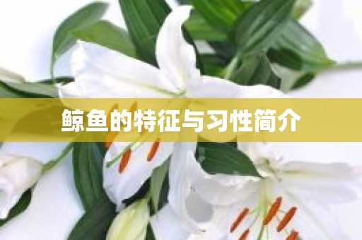 鲸鱼的特征与习性简介