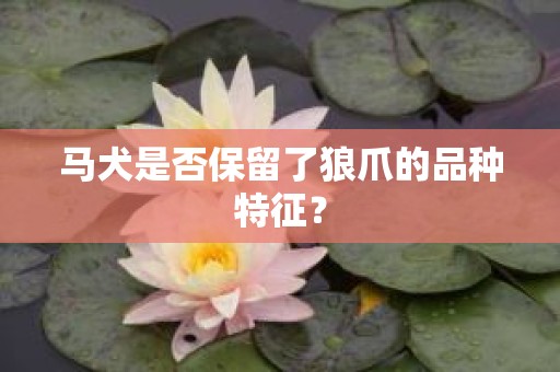 马犬是否保留了狼爪的品种特征？