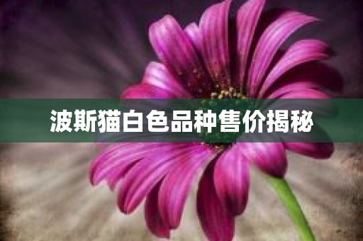 波斯猫白色品种售价揭秘