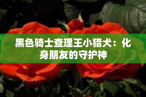 黑色骑士查理王小猎犬：化身朋友的守护神