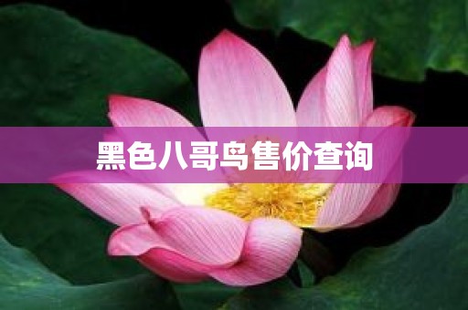 黑色八哥鸟售价查询