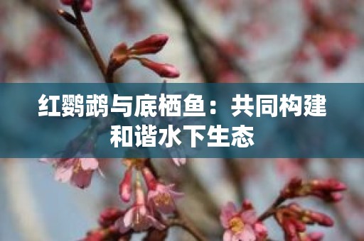 红鹦鹉与底栖鱼：共同构建和谐水下生态