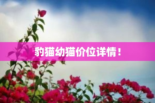 豹猫幼猫价位详情！