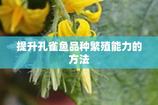 提升孔雀鱼品种繁殖能力的方法