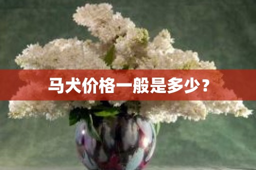 马犬价格一般是多少？