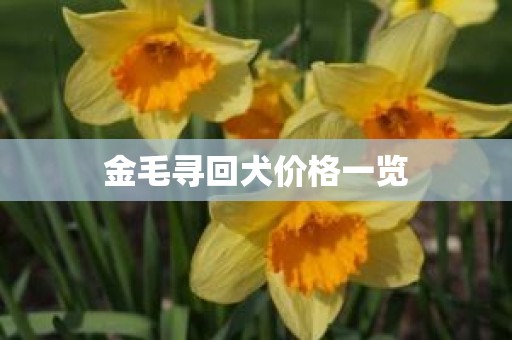 金毛寻回犬价格一览