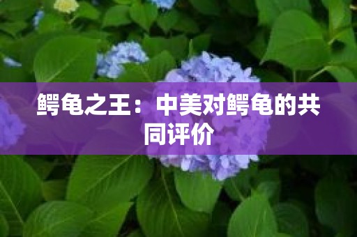 鳄龟之王：中美对鳄龟的共同评价