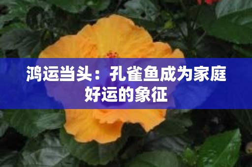 鸿运当头：孔雀鱼成为家庭好运的象征