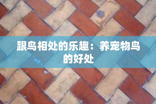 跟鸟相处的乐趣：养宠物鸟的好处