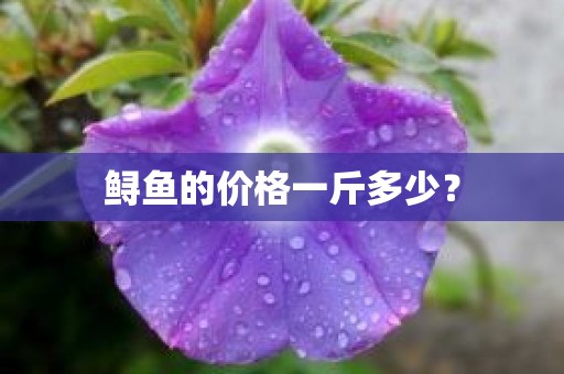 鲟鱼的价格一斤多少？