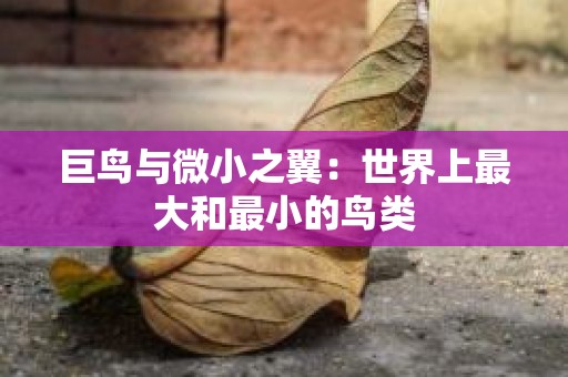 巨鸟与微小之翼：世界上最大和最小的鸟类
