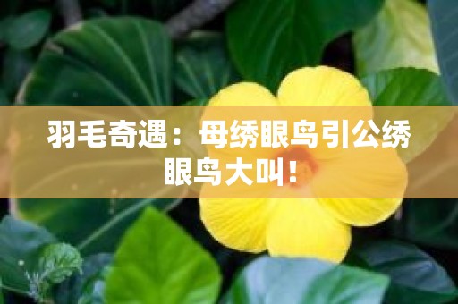 羽毛奇遇：母绣眼鸟引公绣眼鸟大叫！