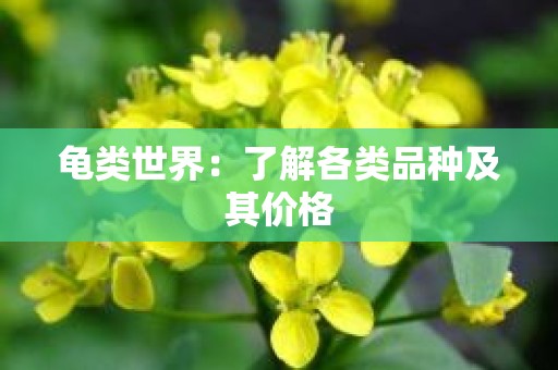 龟类世界：了解各类品种及其价格