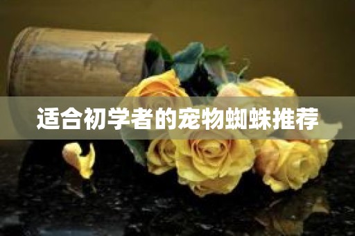 适合初学者的宠物蜘蛛推荐