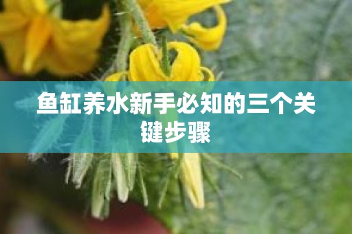 鱼缸养水新手必知的三个关键步骤