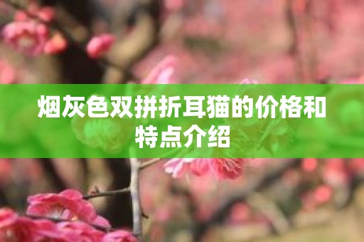 烟灰色双拼折耳猫的价格和特点介绍