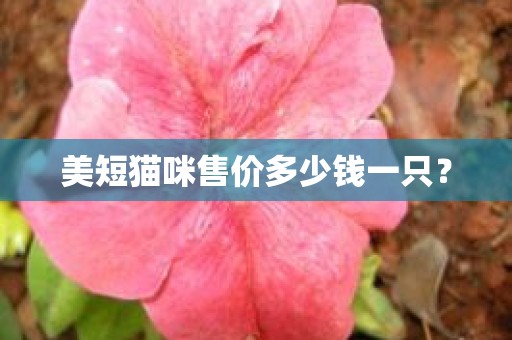 美短猫咪售价多少钱一只？