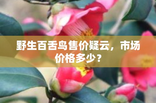野生百舌鸟售价疑云，市场价格多少？