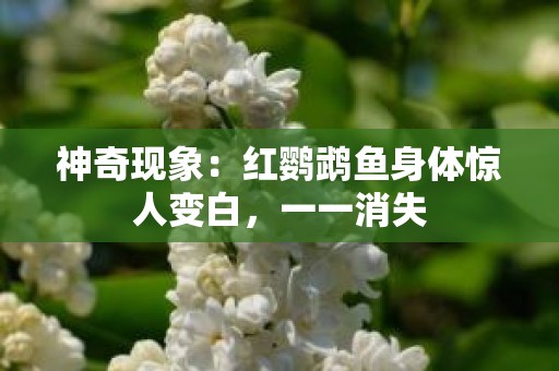 神奇现象：红鹦鹉鱼身体惊人变白，一一消失