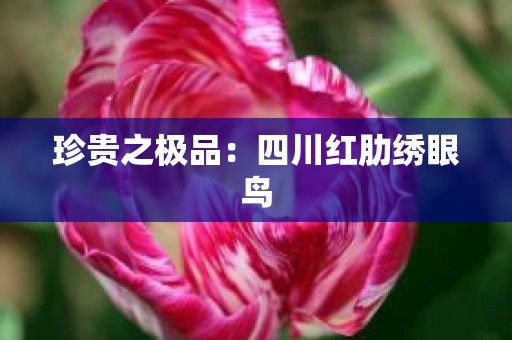 珍贵之极品：四川红肋绣眼鸟