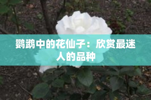 鹦鹉中的花仙子：欣赏最迷人的品种