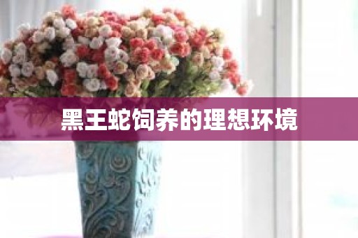 黑王蛇饲养的理想环境