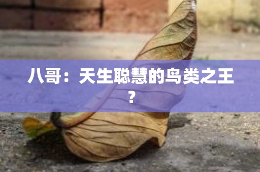 八哥：天生聪慧的鸟类之王？