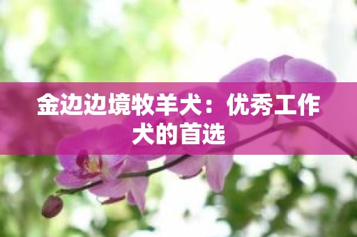 金边边境牧羊犬：优秀工作犬的首选