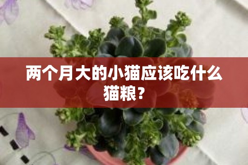 两个月大的小猫应该吃什么猫粮？