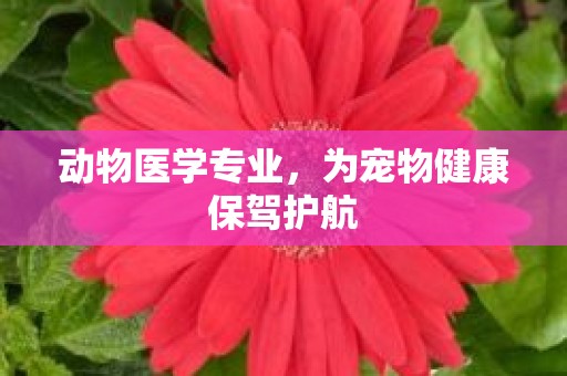 动物医学专业，为宠物健康保驾护航