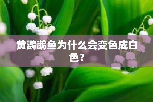 黄鹦鹉鱼为什么会变色成白色？
