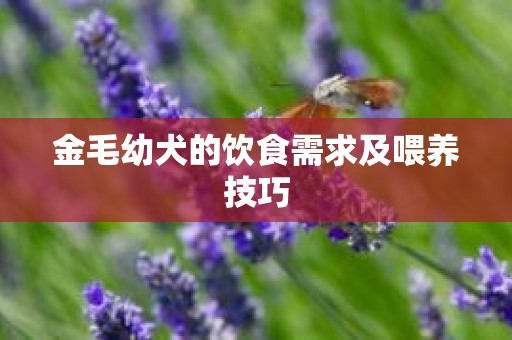 金毛幼犬的饮食需求及喂养技巧