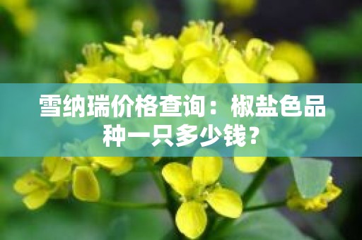 雪纳瑞价格查询：椒盐色品种一只多少钱？