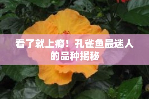 看了就上瘾！孔雀鱼最迷人的品种揭秘