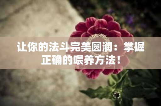 让你的法斗完美圆润：掌握正确的喂养方法！