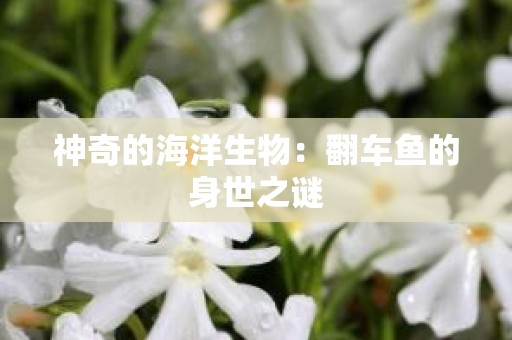 神奇的海洋生物：翻车鱼的身世之谜
