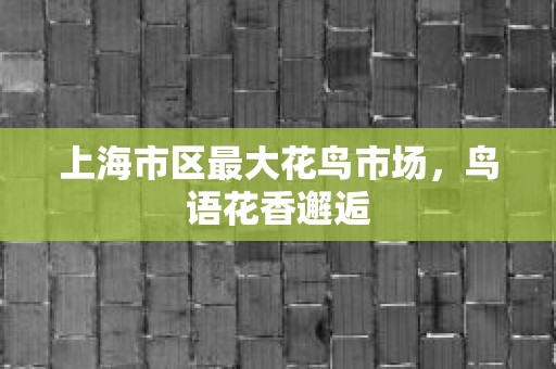 上海市区最大花鸟市场，鸟语花香邂逅