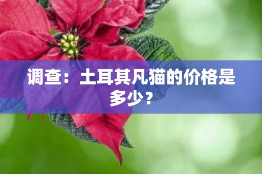 调查：土耳其凡猫的价格是多少？