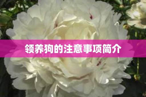 领养狗的注意事项简介