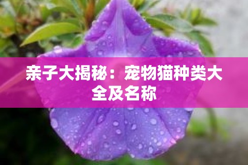 亲子大揭秘：宠物猫种类大全及名称