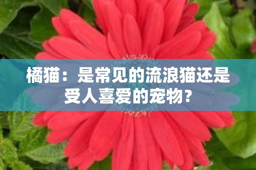 橘猫：是常见的流浪猫还是受人喜爱的宠物？