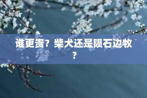 谁更贵？柴犬还是陨石边牧？
