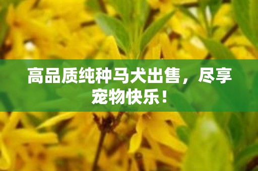 高品质纯种马犬出售，尽享宠物快乐！