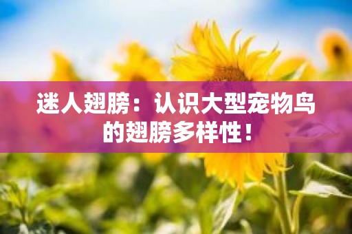 迷人翅膀：认识大型宠物鸟的翅膀多样性！